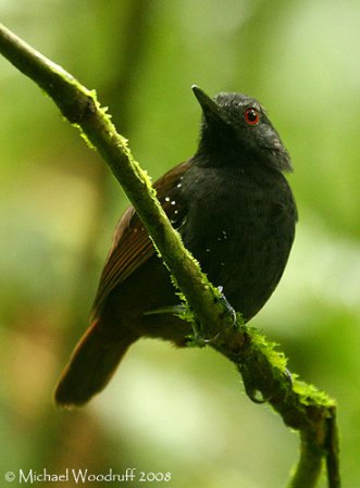 Photo (1): Magdalena Antbird