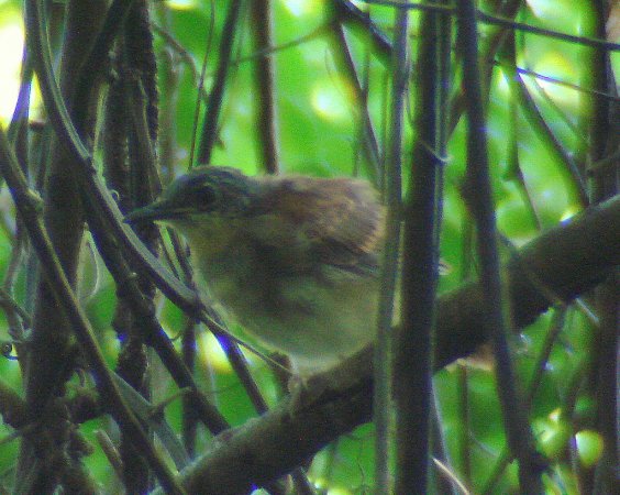 Photo (1): White-bellied Antbird