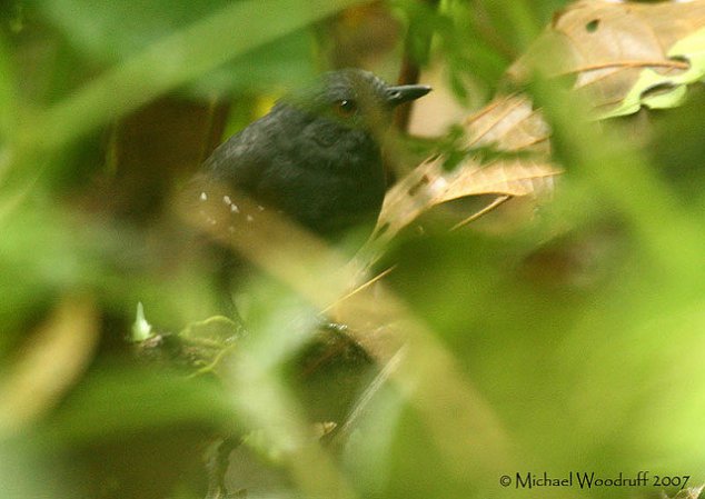 Photo (1): Esmeraldas Antbird