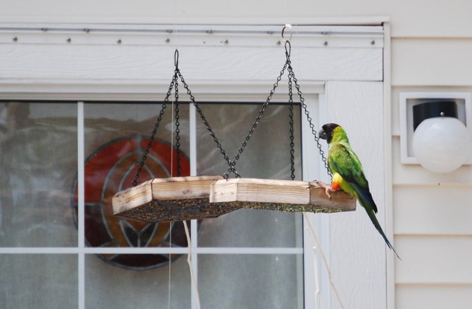 Photo (7): Nanday Parakeet