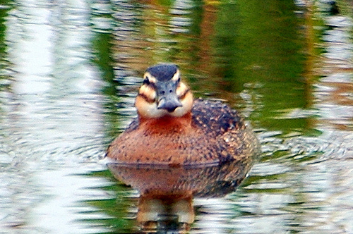 Photo (4): Masked Duck
