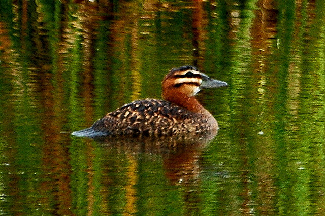 Photo (6): Masked Duck