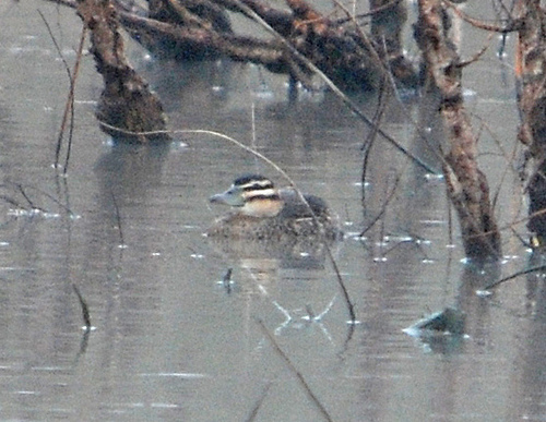 Photo (5): Masked Duck