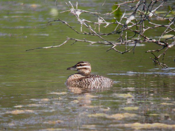 Photo (1): Masked Duck
