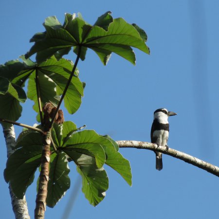 Photo (4): White-necked Puffbird