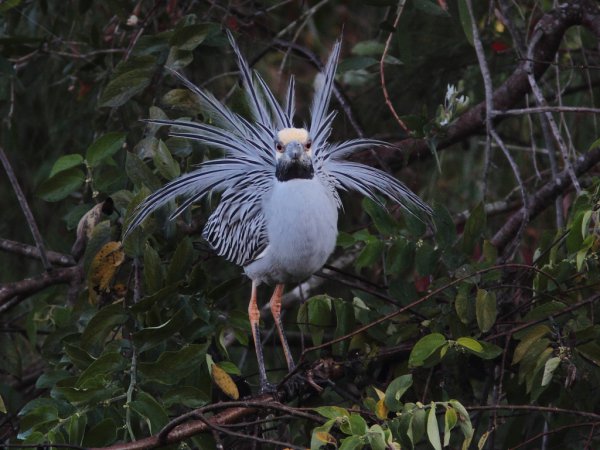 Photo (2): Yellow-crowned Night-Heron