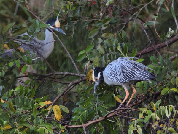 Photo (12): Yellow-crowned Night-Heron
