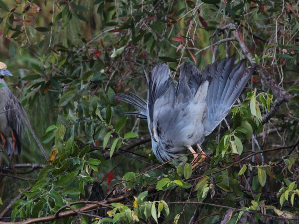 Photo (18): Yellow-crowned Night-Heron