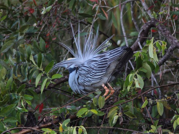 Photo (9): Yellow-crowned Night-Heron