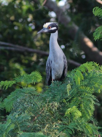 Photo (14): Yellow-crowned Night-Heron