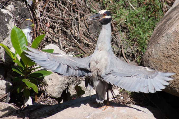 Photo (13): Yellow-crowned Night-Heron