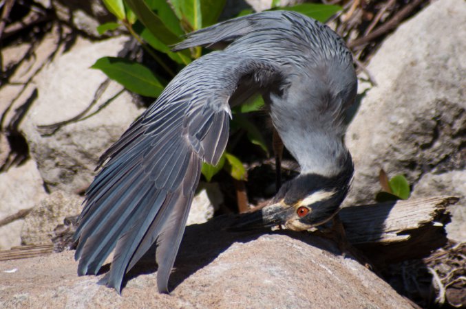 Photo (10): Yellow-crowned Night-Heron
