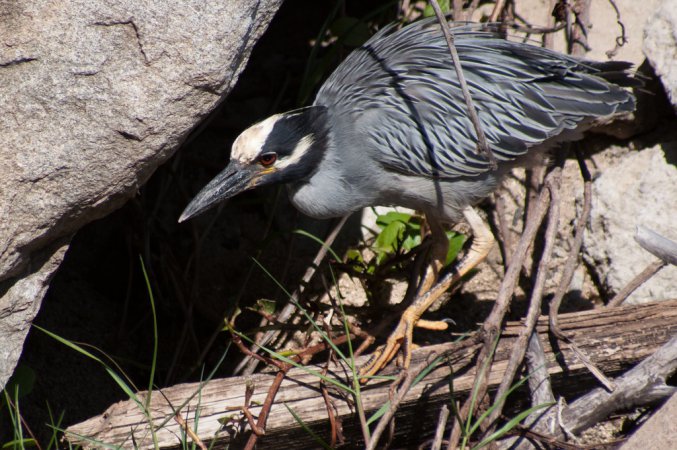 Photo (8): Yellow-crowned Night-Heron