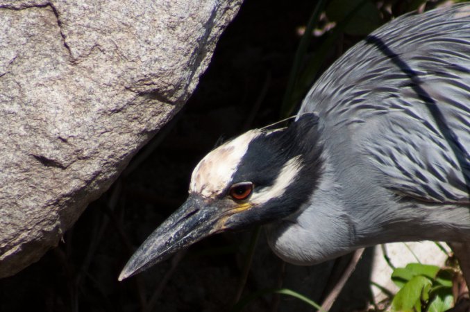 Photo (16): Yellow-crowned Night-Heron