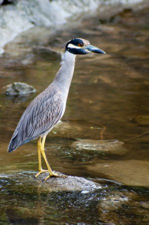 Photo (7): Yellow-crowned Night-Heron