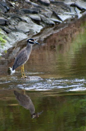 Photo (15): Yellow-crowned Night-Heron