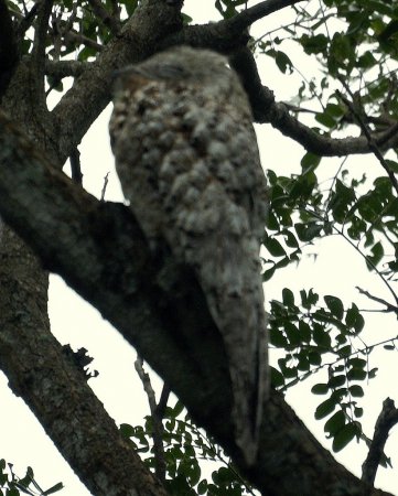 Photo (10): Great Potoo