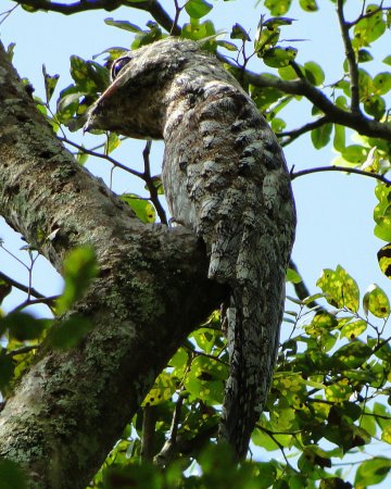 Photo (1): Great Potoo