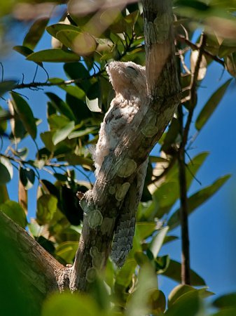 Photo (4): Great Potoo