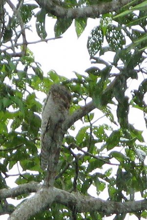 Photo (9): Great Potoo