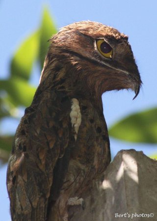 Photo (16): Common Potoo