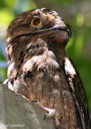 Photo (13): Common Potoo