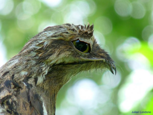 Photo (10): Common Potoo