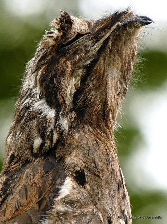 Photo (14): Common Potoo