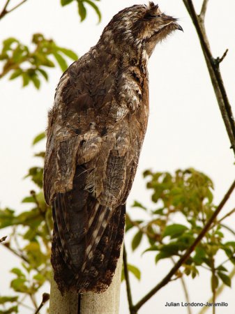 Photo (2): Common Potoo