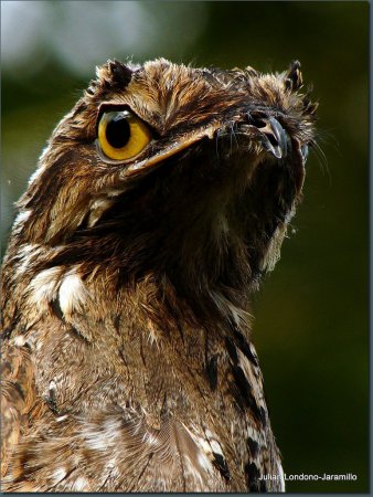 Photo (15): Common Potoo