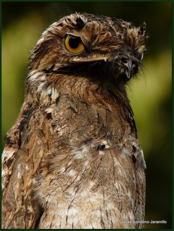 Photo (3): Common Potoo