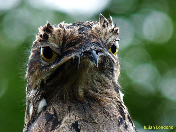 Photo (4): Common Potoo