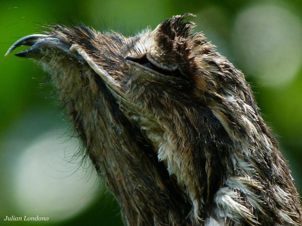 Photo (8): Common Potoo