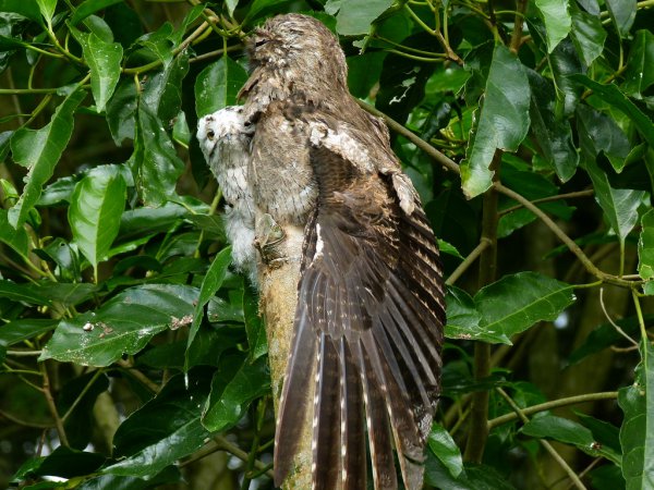 Photo (22): Common Potoo
