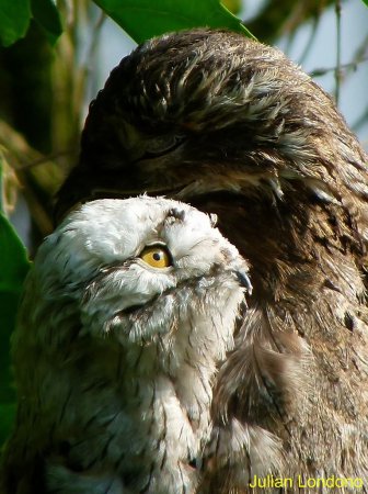 Photo (19): Common Potoo
