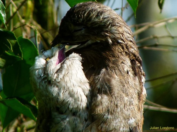 Photo (20): Common Potoo