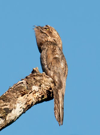 Photo (9): Common Potoo
