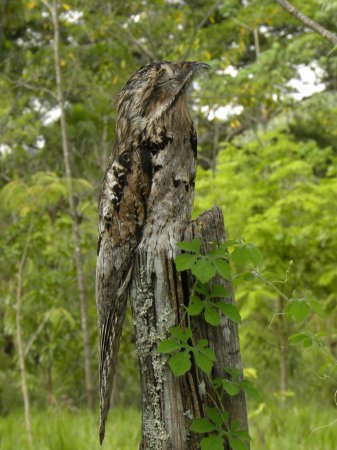 Photo (1): Common Potoo