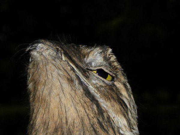 Photo (12): Common Potoo