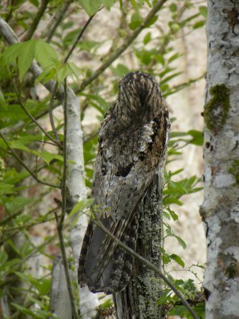 Photo (11): Common Potoo