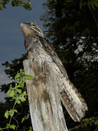 Photo (17): Common Potoo