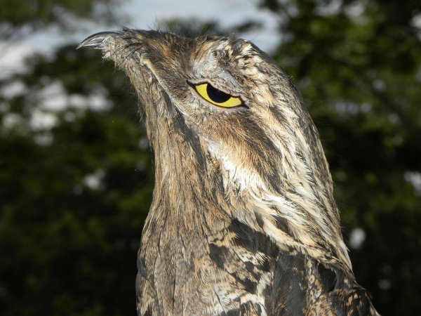 Photo (6): Common Potoo