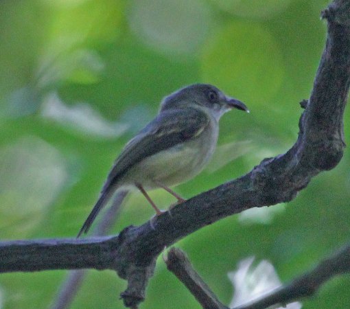Photo (1): Northern Bentbill
