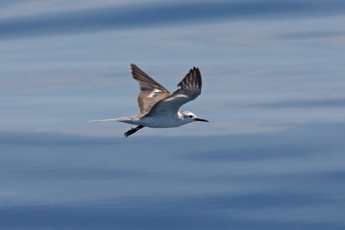 Photo (8): Bridled Tern