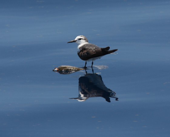 Photo (7): Bridled Tern
