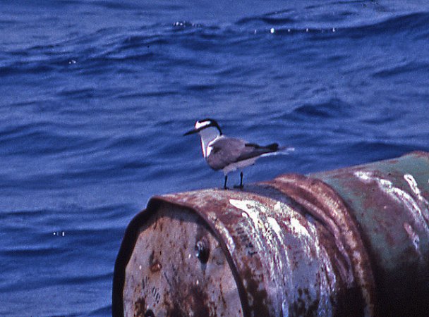 Photo (6): Bridled Tern