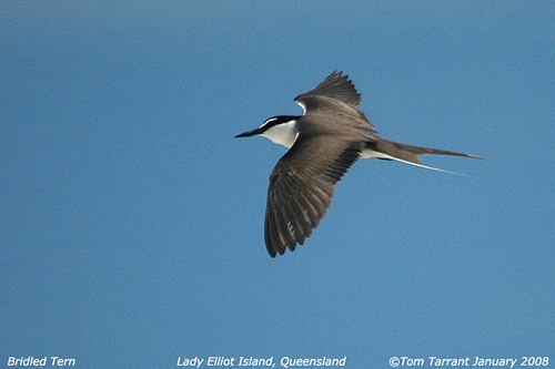 Photo (5): Bridled Tern