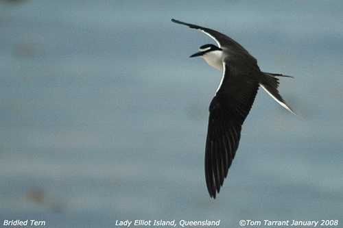 Photo (4): Bridled Tern