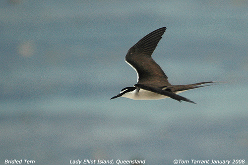 Photo (2): Bridled Tern