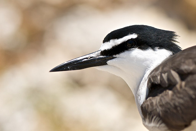 Photo (3): Bridled Tern